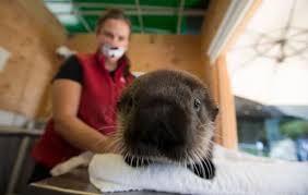 Aza accredited aquarium connecting millions to the ocean and marine conservation each year. Vancouver Aquarium Will Reopen Operator S Ceo Vows As It Searches For Solution To Financial Struggles Cbc News