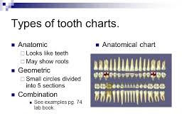 Dental Charting Ppt Video Online Download