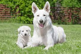 Check spelling or type a new query. White German Shepherds Temperament Behavior Health Care And Training Tips