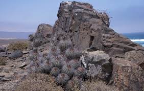 Toute l'eau dans le sol n'est pas pareillement ou totalement disponible pour les plantes ou pour les aquifères. Conclusion L Adaptation Des Cactus Aux Milieux Arides