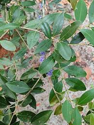 Image result for Memecylon sp. D