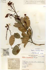 Image result for Agelanthus sansibarensis