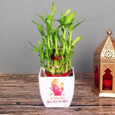 The bamboo named in our plant list are listed as available (a), in limited supply, or not currently available (na). Bamboo Plants Lucky Bamboo Plants Online From Rs 349 Only Floweraura