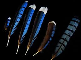 Bird Feather Identification Guide Waking Up Wild Waking