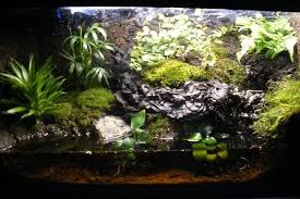 Paludarium Zelf Maken Google Zoeken