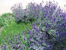 32 santa clarita california rv parks & campgrounds. Perfect Plants For The Scv Garden