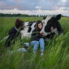 Check spelling or type a new query. On This German Farm Cows Are In Charge Or At Least Coequals The New York Times