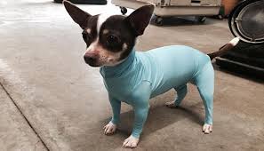 leotards for dogs may be the best invention ever