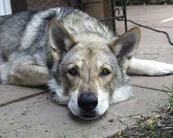 The saarloos wolfdog is amazing companion for active people who likes outdoor adventures in nature. Saarloos Wolfshund Wolfshybrid Wolfshund Hunderassen