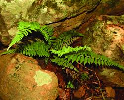 Image result for Meta Thelypteris