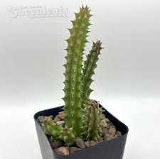 Image result for Huernia