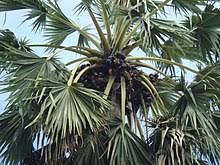 Borassus Flabellifer Wikipedia Nungu juice(ice apple juice/palm fruit juice/palmyra juice recipe/nungu sarbath) is made of the welcome to secret of samayal nungu payasam in tamil/palm fruit kheer in tamil with english subtitles. borassus flabellifer wikipedia