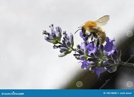 Image result for Bombus distinguendus