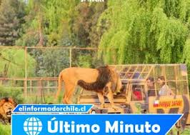Mujer muere tras ser atacada por tigre al interior de parque safari de rancagua. Bn11mdbif Yxym