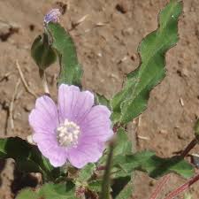 Image result for Monsonia angustifolia