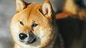 Shiba inu is a decentralized form of digital asset/cryptocurrency. Dogecoin Schaut Auf Diesen Hund Wie Brav Wirtschaft Sz De