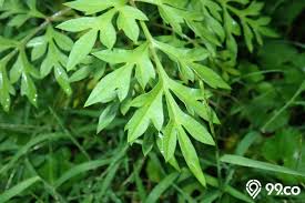 Gambar menanam bunga pot botani flora masih hidup lukisan via pxhere.com. 8 Manfaat Daun Kenikir Untuk Kesehatan Bisa Cegah Kanker