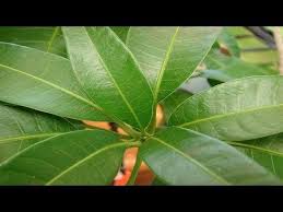 Las plantas que curan la diabetes son: Que Cura La Hoja De Mango Cuales Son Las Hoja De Mango Youtube Remedios Remedios Naturales Dieta Para La Psoriasis