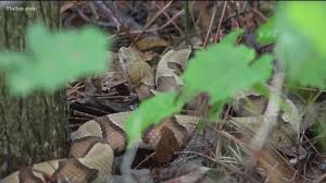 They are found in the sandhills, mixed forests, and floodplains. Snakes Found In Georgia 11alive Com