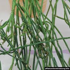 Image result for Ceropegia circinata