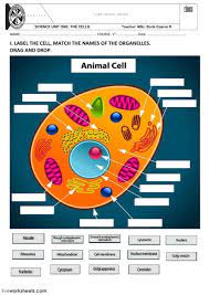 Some of the worksheets displayed are cell ebrate science without work animal cell how well do you know your cells plant and animal cells. Animal And Plant Cells Worksheet