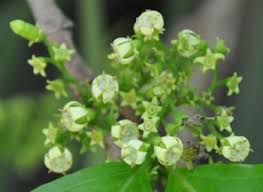 Image result for Vangueria