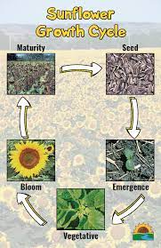 Sunflower Growth Stages Planting Sunflowers Sunflower Specialty Crops
