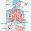 The pns includes the cranial nerves and their branches as well as the spinal cord and its corresponding. Https Encrypted Tbn0 Gstatic Com Images Q Tbn And9gctik1s Bsh5wa Q98iv Ymmmorjl7svqqgtq0kvns3uoy0zazu Usqp Cau