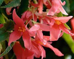 I have grown and shown double tuberous begonias for twenty years, but over the past six years or so i have grown more species begonias than i have double tuberous. Planting And Caring For Begonia Plants Mygarden Com