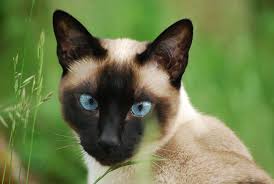 Image result for siamese cats