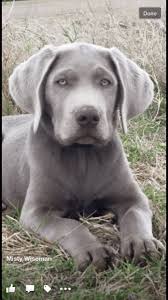 Akc labrador puppies all colors of the labrador rainbow silver charcoal chocolate yellow and black ofa helath tested parents with a lifetime labs make excellent hunting companions, they have a great desire to please. Silver Lab Retriever Puppies For Sale Silver And Charcoal Kennels