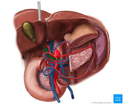The periportal area is highly complex and consists of a dense matrix containing collagen where Liver Blood Supply Innervation And Anatomy Kenhub