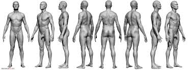 3d human anatomy torso back muscles. Male Body Reference Anatomy 360
