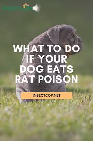If the june bug was sprayed with an insecticide your dog could get sick. Pin On Pest Control For Pet Owners