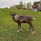 Beasts & Beer: Reindeer Realities – Life Beyond the Myths