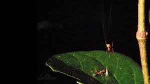 Ballista Spider