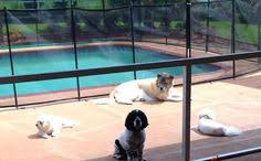 Maybe you would like to learn more about one of these? Tlc Pet Boarding Tlcpetboarding Profile Pinterest