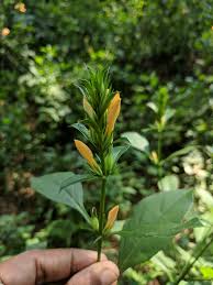 Image result for Barleria sp. A