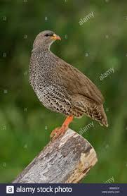 Image result for Tragiella natalensis