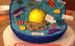 Some of the techniques described on this page could be dangerous, so use at your own risk. How To Make A Plant Cell Model With Playdough