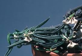 Image result for Euphorbia pseudopetiolata