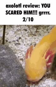 Minecraft axolotl la creatura pegatina. Axolotl Gifs Tenor