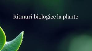 Ele sunt guvernate de ceasuri biologice care pastreaza pentru organism o periodicitate de. Ritmuri Biologice La Plante By Iuliana Samoila
