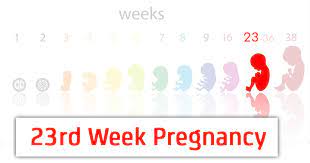 If you make $23 per hour, your yearly salary would be $44,850. 23rd Week Pregnancy Symptoms Baby Development And Bodily Changes Geburtszeit Com