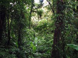 We did not find results for: Santa Elena Cloud Forest Reserve Info Maps And Links