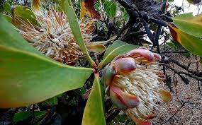 Image result for Protea welwitschii