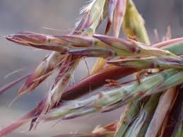 Image result for Cymbopogon pospischilii