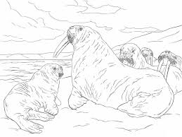 More 100 coloring pages from animal coloring pages category. Family Of Walrus Coloring Page Free Printable Coloring Pages For Kids