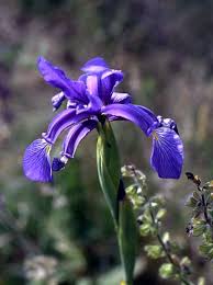 A professional hairstylist will already know what to do. Iris Spuria Wikipedia