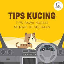 Ambil 1 botol air mineral, dan letak atas kereta. Dunia Kucing Penting Bagi Yang Nak Bawa Si Bulus Facebook